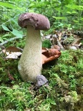 Tylopilus rubrobrunneus image