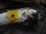 Amanita elongata image