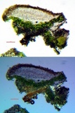 Myriolecis hagenii image