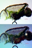 Myriolecis hagenii image