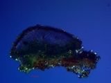 Myriolecis hagenii image
