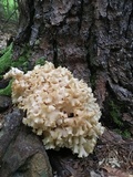 Sparassis americana image