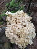 Sparassis americana image