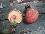 Suillus spraguei image
