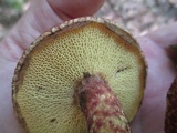Suillus spraguei image
