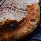Hapalopilus croceus image