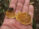 Tapinella panuoides image
