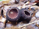 Galiella rufa image
