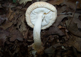 Amanita cokeri image