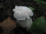 Hypomyces hyalinus image