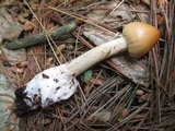 Amanita sect. Vaginatae image