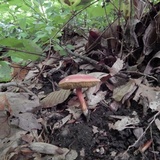 Boletus subfraternus image
