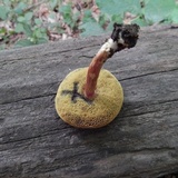 Boletus subfraternus image