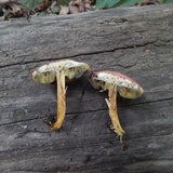 Boletus subfraternus image