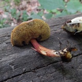 Boletus subfraternus image