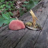 Boletus subfraternus image