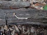 Xerula radicata image
