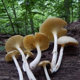 Chrysomphalina strombodes image