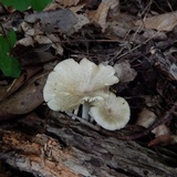 Chrysomphalina strombodes image