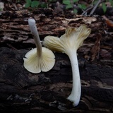 Chrysomphalina strombodes image