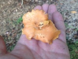 Cantharellus persicinus image