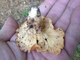 Cantharellus persicinus image