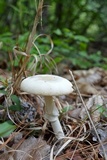 Amanita roseitincta image