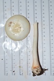 Amanita roseitincta image