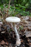 Amanita roseitincta image