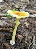 Amanita banningiana image