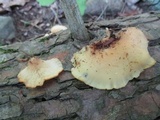 Hohenbuehelia angustata image