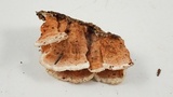 Gloeoporus dichrous image
