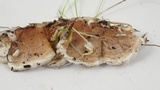 Gloeoporus dichrous image