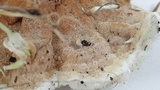 Gloeoporus dichrous image