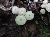 Marasmius capillaris image