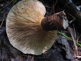 Tapinella atrotomentosa image