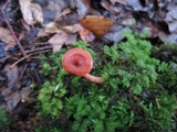 Lactarius nitidus image