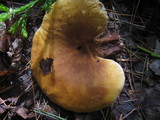 Tapinella atrotomentosa image
