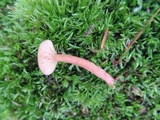 Lactarius nitidus image