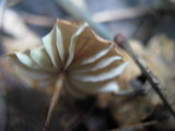 Marasmius siccus image