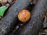 Hemistropharia albocrenulata image