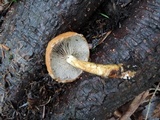 Hemistropharia albocrenulata image