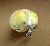 Calvatia rubroflava image