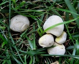 Calvatia rubroflava image