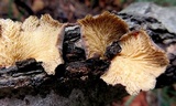 Hohenbuehelia mastrucata image