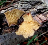 Hohenbuehelia mastrucata image