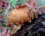 Hohenbuehelia mastrucata image