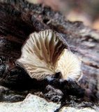 Hohenbuehelia mastrucata image