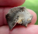 Hohenbuehelia mastrucata image