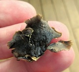 Hohenbuehelia mastrucata image